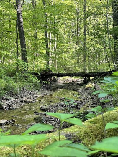 Trail 8, Brown County State Park - Nashville, IN