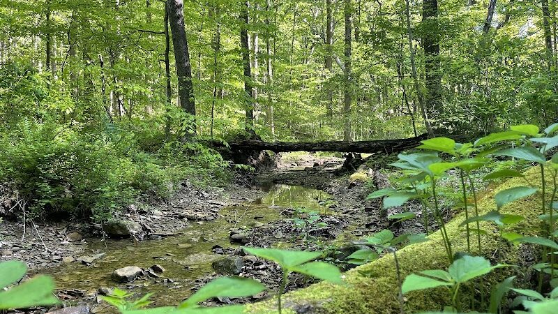 Trail 8, Brown County State Park - Nashville, IN