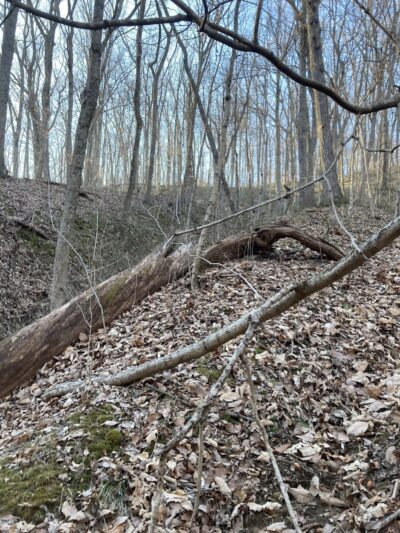 Trail 8, Brown County State Park - Nashville, IN