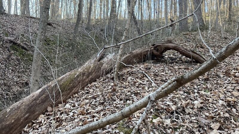 Trail 8, Brown County State Park - Nashville, IN