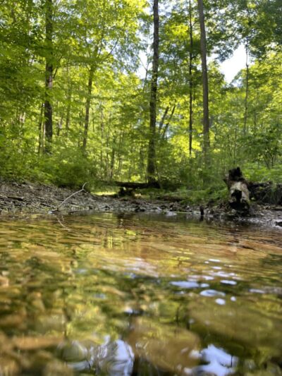 Trail 8, Brown County State Park - Nashville, IN