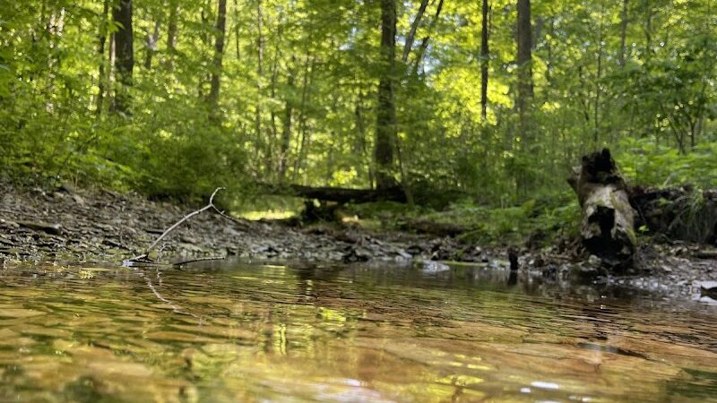 Trail 8, Brown County State Park - Nashville, IN