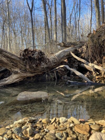 Trail 8, Brown County State Park - Nashville, IN