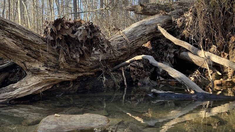 Trail 8, Brown County State Park - Nashville, IN