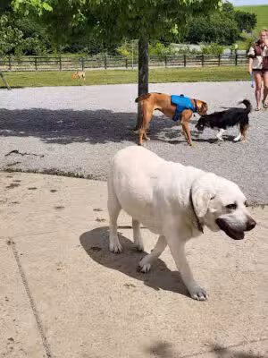 Stones River Dog Park - Nashville, TN