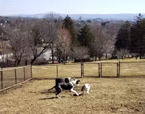 Nazareth Dog Park - Nazareth, PA