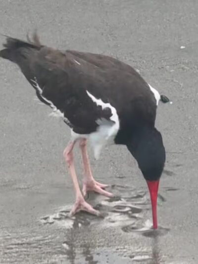 Jacob Riis Park - Neponsit, NY