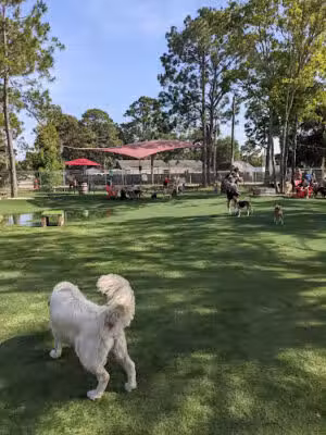 BrewHound Dog Park + Bar - Neptune Beach, FL