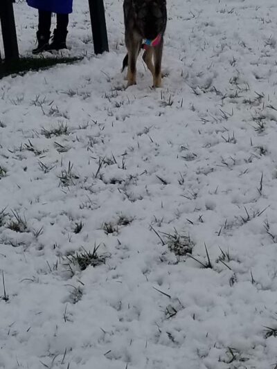 New Albany Dog Park - New Albany, IN