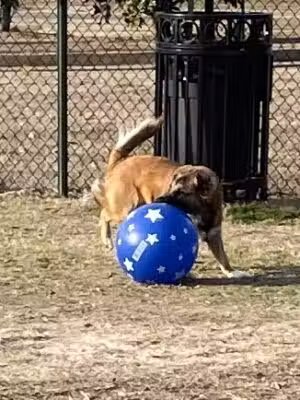Dog Park at BNA Tennis & Soccer Complex New Albany - New Albany, MS