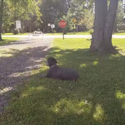 Festival Park - New Baltimore,