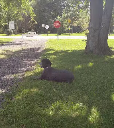 Festival Park - New Baltimore,