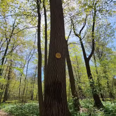 Maynard "Red" Aurand Memorial Park - New Baltimore,