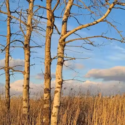 St. John's Marsh Parking Area & boat access - New Baltimore,
