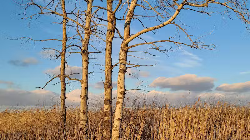 St. John's Marsh Parking Area & boat access - New Baltimore,
