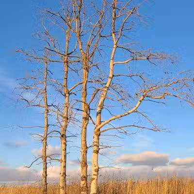 St. John's Marsh Parking Area & boat access - New Baltimore,