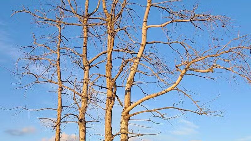 St. John's Marsh Parking Area & boat access - New Baltimore,