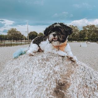 Captain Jack Peterson Dog Park - New Bedford, MA