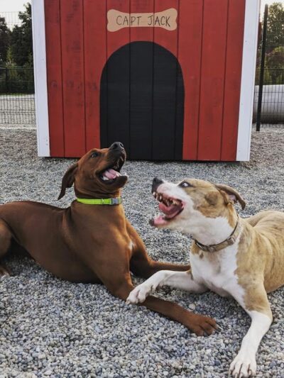 Captain Jack Peterson Dog Park - New Bedford, MA