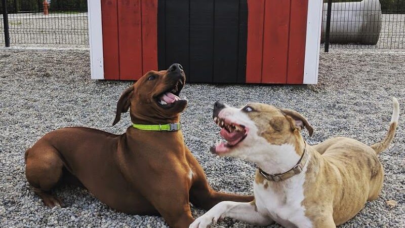 Captain Jack Peterson Dog Park - New Bedford, MA