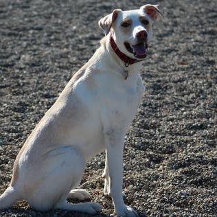 Captain Jack Peterson Dog Park - New Bedford, MA