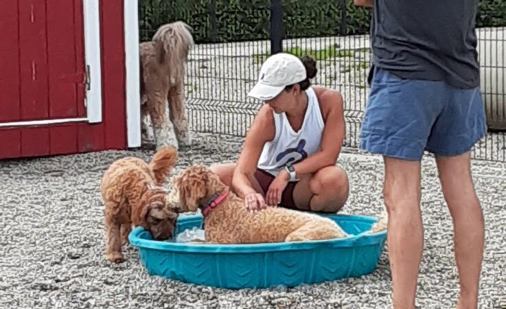 Captain Jack Peterson Dog Park - New Bedford, MA