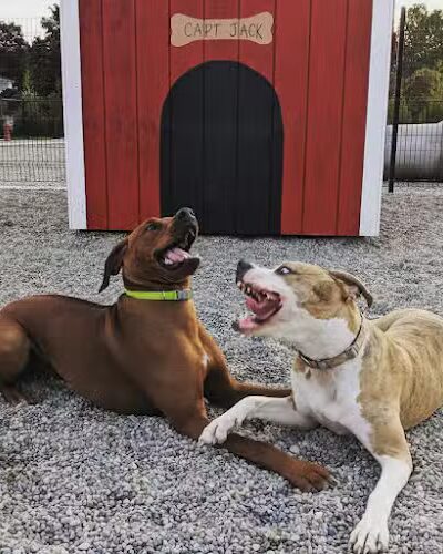 Captain Jack Peterson Dog Park - New Bedford, MA