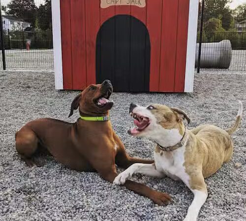 Captain Jack Peterson Dog Park - New Bedford, MA