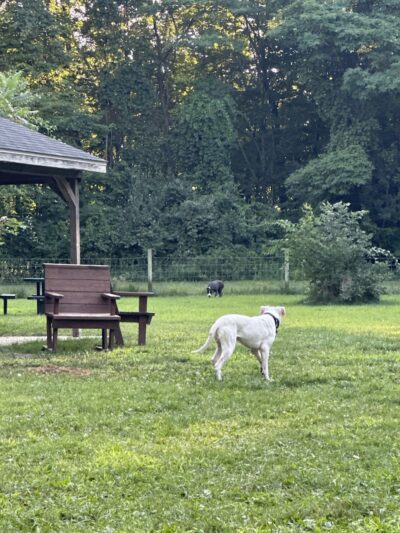Sari Asher Memorial Dog Park - New Buffalo, MI