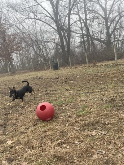 Sari Asher Memorial Dog Park - New Buffalo, MI