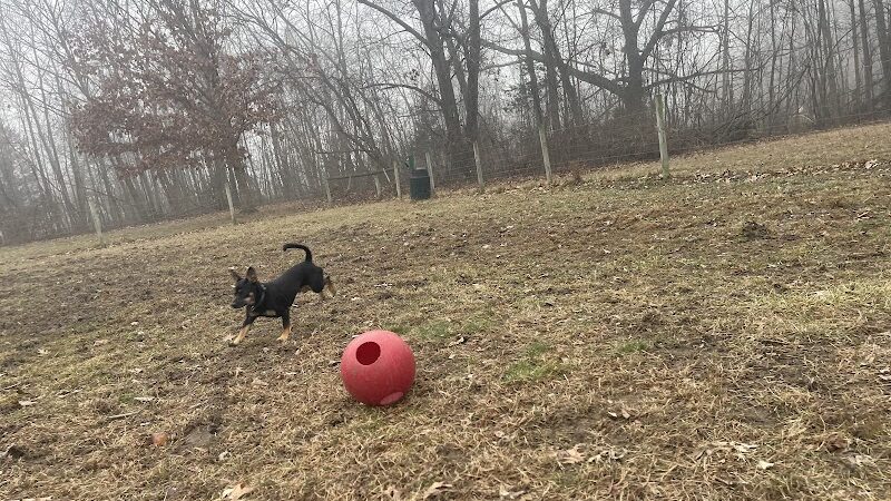 Sari Asher Memorial Dog Park - New Buffalo, MI