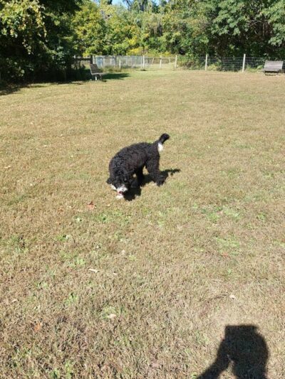 Sari Asher Memorial Dog Park - New Buffalo, MI