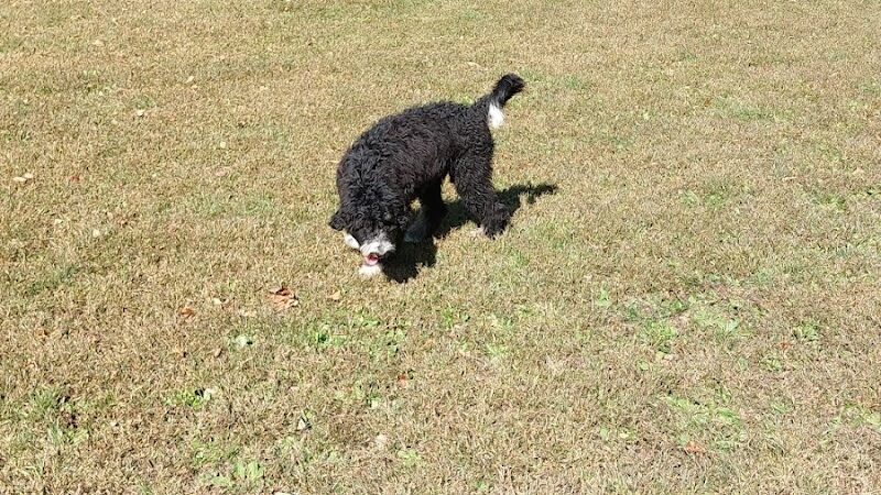Sari Asher Memorial Dog Park - New Buffalo, MI