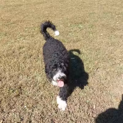 Sari Asher Memorial Dog Park - New Buffalo, MI