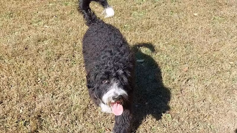 Sari Asher Memorial Dog Park - New Buffalo, MI