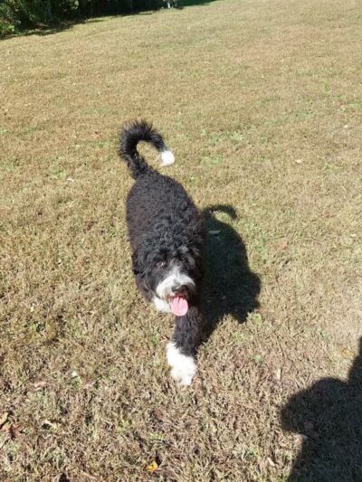 Sari Asher Memorial Dog Park - New Buffalo, MI