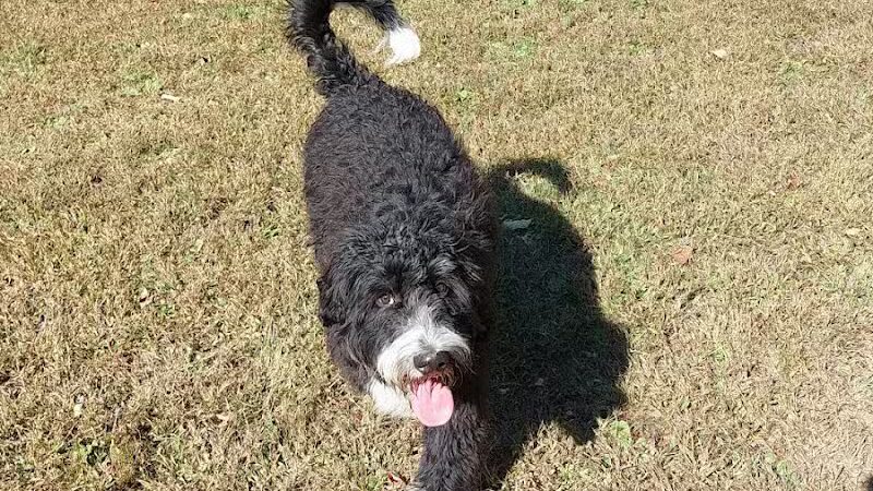 Sari Asher Memorial Dog Park - New Buffalo, MI