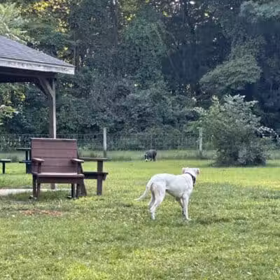 Sari Asher Memorial Dog Park - New Buffalo, MI