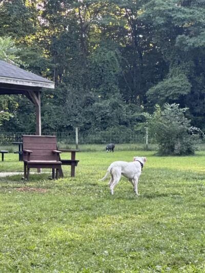 Sari Asher Memorial Dog Park - New Buffalo, MI