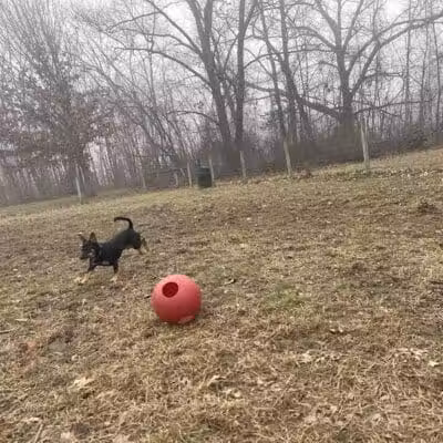 Sari Asher Memorial Dog Park - New Buffalo, MI