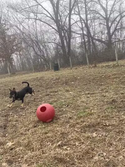 Sari Asher Memorial Dog Park - New Buffalo, MI