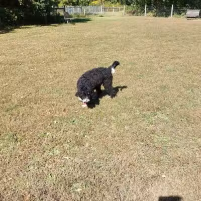 Sari Asher Memorial Dog Park - New Buffalo, MI