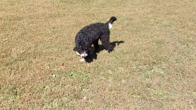 Sari Asher Memorial Dog Park - New Buffalo, MI