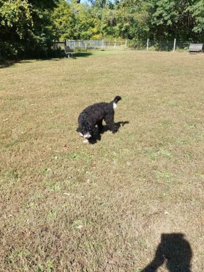 Sari Asher Memorial Dog Park - New Buffalo, MI