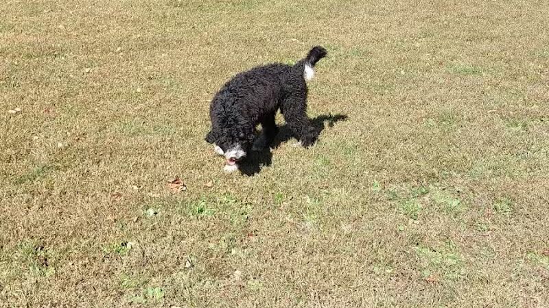 Sari Asher Memorial Dog Park - New Buffalo, MI