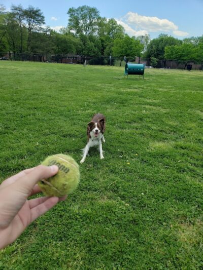 New Carrollton Dog Park - New Carrollton, MD