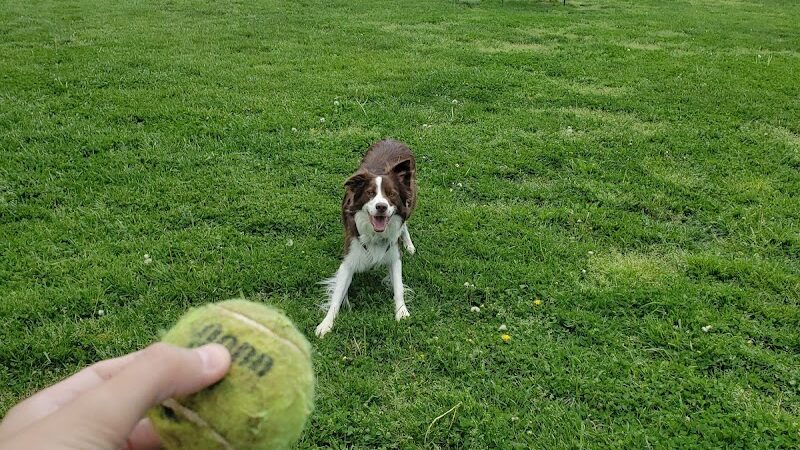 New Carrollton Dog Park - New Carrollton, MD