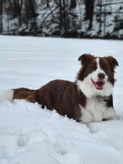 New Carrollton Dog Park - New Carrollton, MD