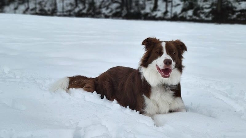 New Carrollton Dog Park - New Carrollton, MD