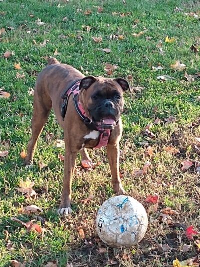 New Carrollton Dog Park - New Carrollton, MD